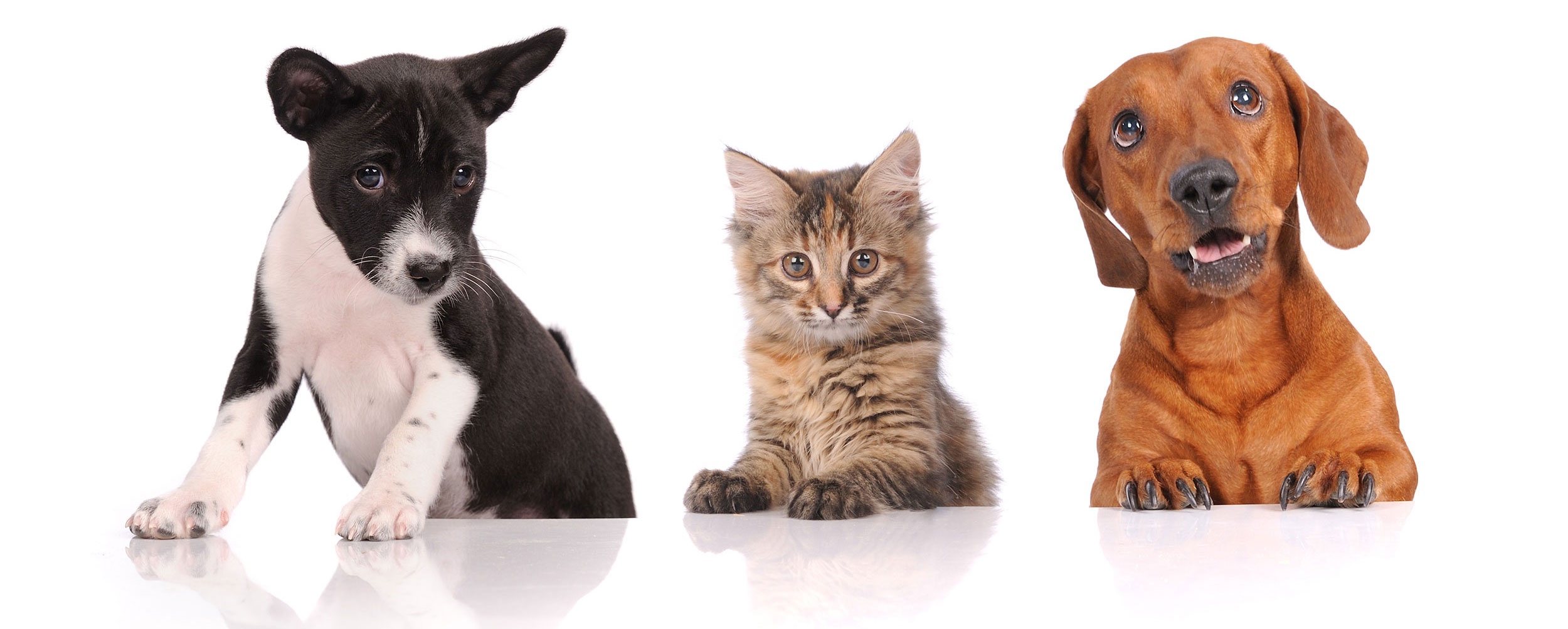 Kitten and Two Puppies